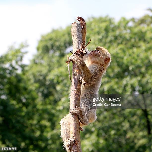 nimble barbary macaque (macaca sylvanus) - macaque hand stock pictures, royalty-free photos & images