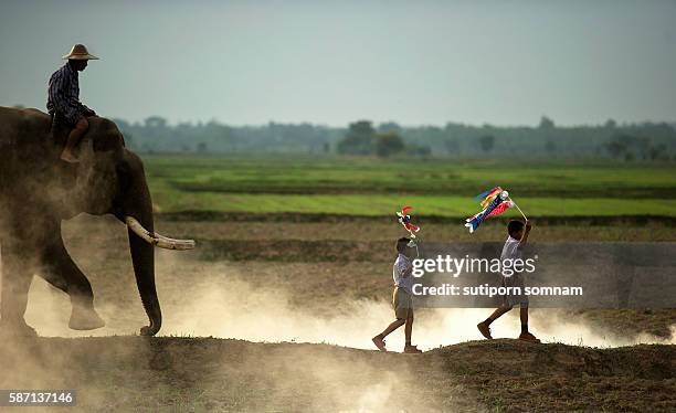 follow me - elephant surin stockfoto's en -beelden