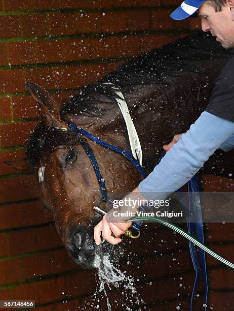 Under the Louvre is washed down after trialing during the Cranbourne barrier trials on August 8, 2016 in Cranbourne, Australia.