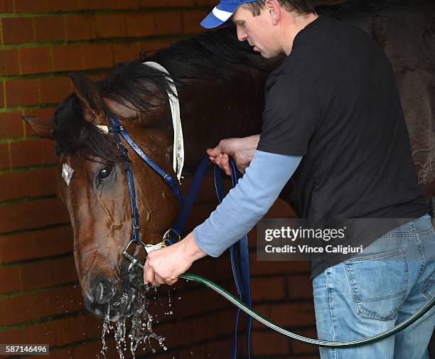 Under the Louvre is washed down after trialing during the Cranbourne barrier trials on August 8, 2016 in Cranbourne, Australia.