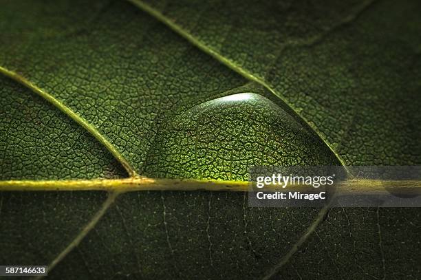 water drop on leaf - plant cell stockfoto's en -beelden