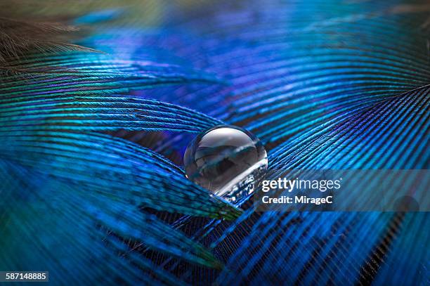 water drop on feather - water bird fotografías e imágenes de stock