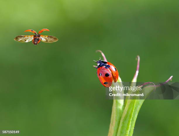 two ladybirds - insekt stockfoto's en -beelden