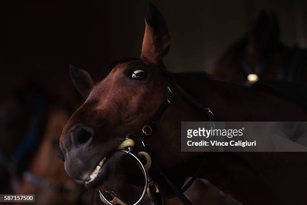 Jameka playing up in the stables after winning Heat One during the Cranbourne barrier trials on August 8, 2016 in Cranbourne, Australia.