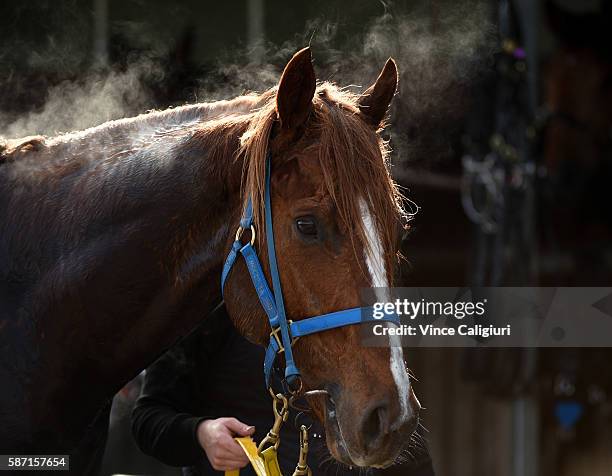 Bon Aurum after competing in Heat 3 during the Cranbourne barrier trials on August 8, 2016 in Cranbourne, Australia.