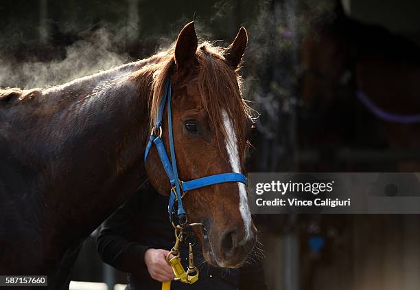 Bon Aurum after competing in Heat 3 during the Cranbourne barrier trials on August 8, 2016 in Cranbourne, Australia.