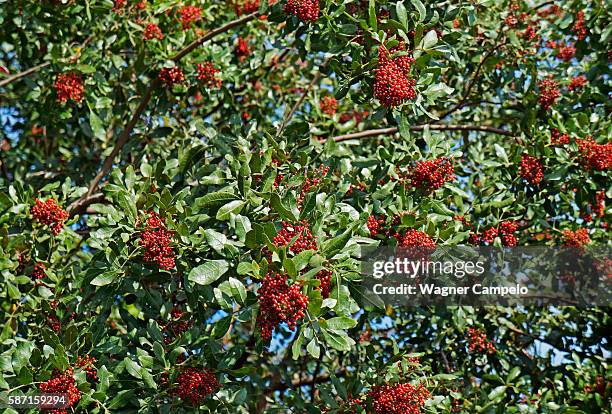 brazilian pepper tree - brazilian pepper tree stock pictures, royalty-free photos & images