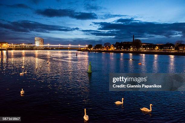 swans in limerick - county limerick stock pictures, royalty-free photos & images