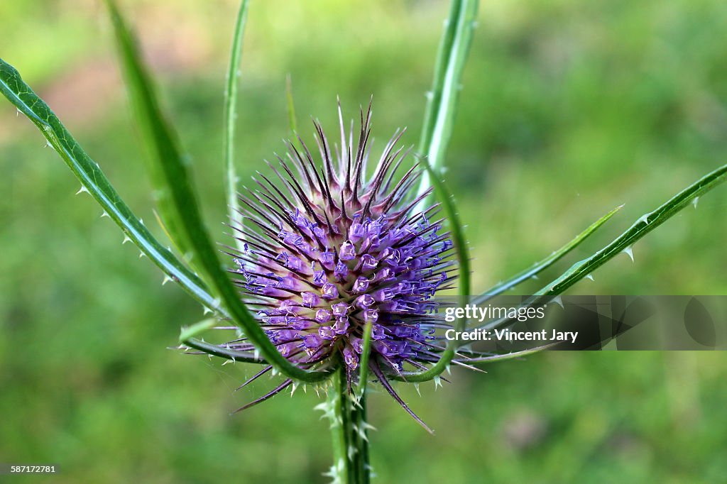 Thistle plant in Brittany, France