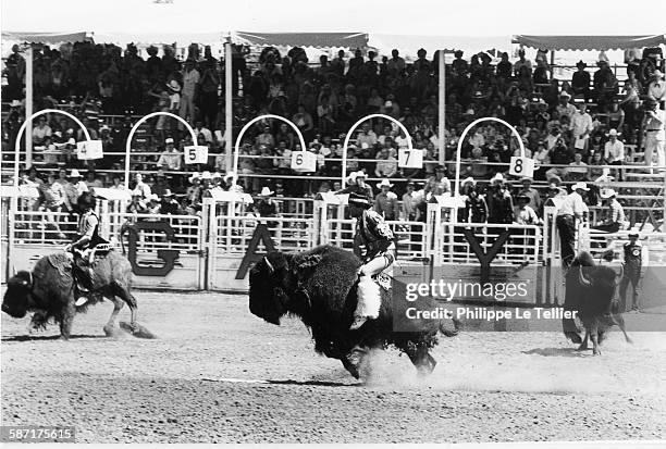 Bison Rodeo 1,118 Canada Bison Stock Photos, High-Res Pictures, and Images - Getty ...