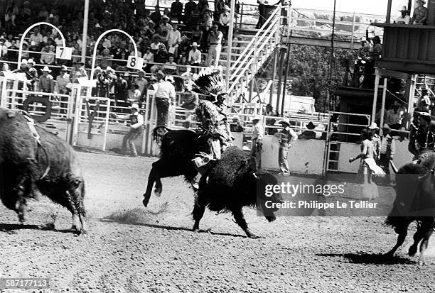 Bison Rodeo 1,118 Canada Bison Stock Photos, High-Res Pictures, and Images - Getty ...