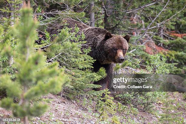 grizzly bear sow, ursus arctos horribilis, coming out of the trees in kananaskis country, alberta, canada - grizzly bear attack stock-fotos und bilder