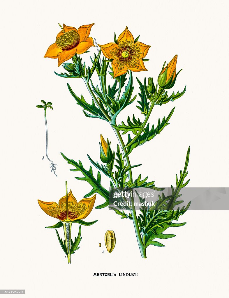 Blazing star
