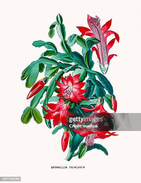 christmas cactus - christmas cactus stock illustrations