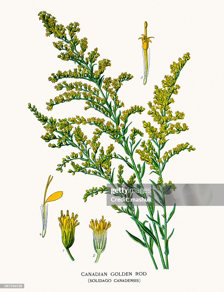 Gold Rod Vector Canada Goldenrod High-Res Vector Graphic - Getty Images