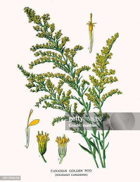 canada goldenrod - goldenrod stock illustrations