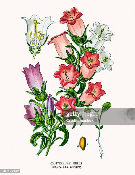 bell flowers - campanula medium stock illustrations