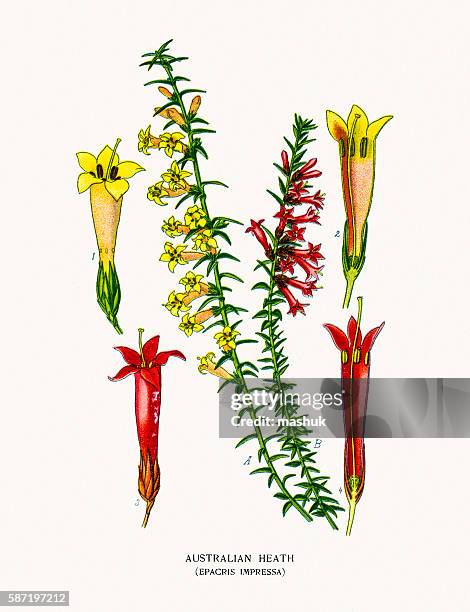 heath flower - erica flower stock illustrations