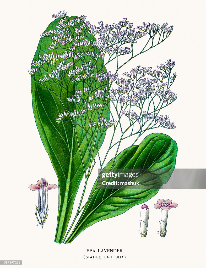 Sea Lavender