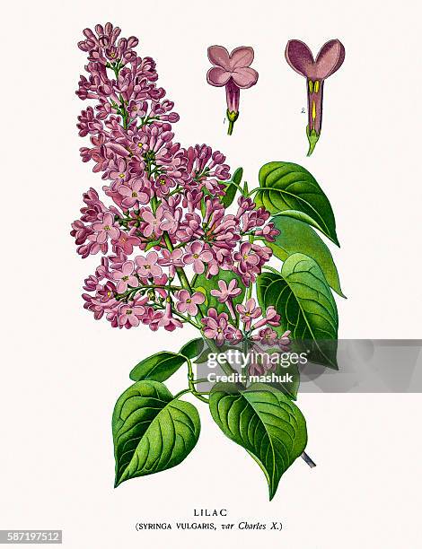 9点のライラックイラスト素材 Getty Images 9点のライラックイラスト素材 Getty Images