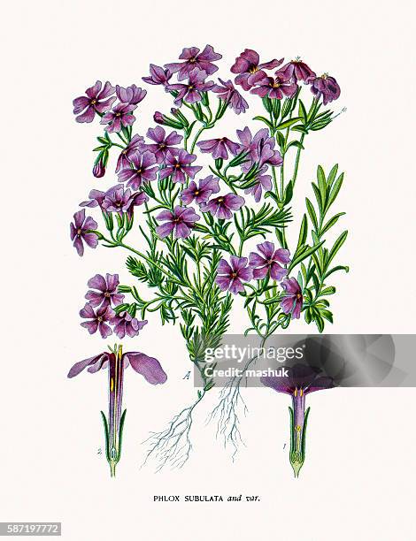 phlox flower - phlox stock illustrations