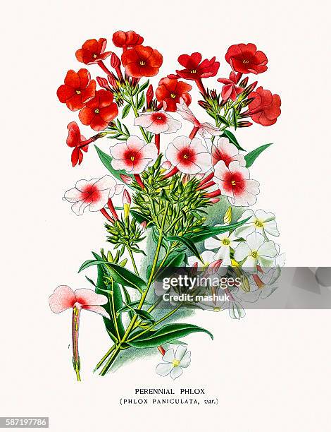phlox flower - phlox stock illustrations
