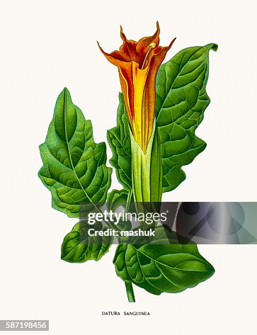 Devil's trumpets Devil's trumpets