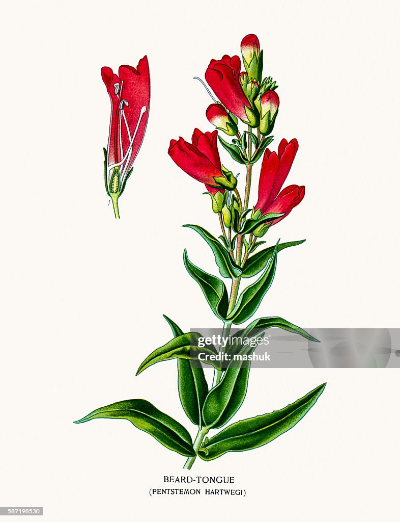 Beardtongues flower