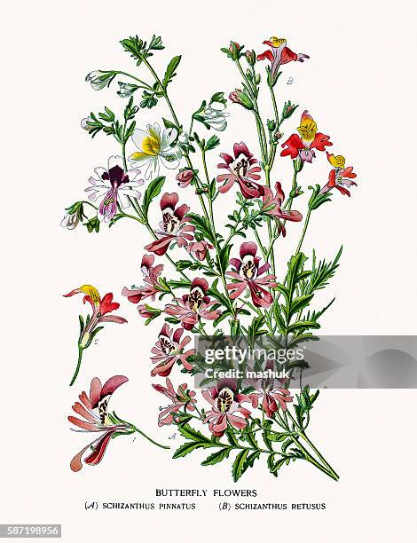 butterfly flower - butterfly flower stock illustrations