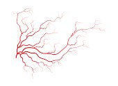 human veins, red blood vessels design. Vector illustration