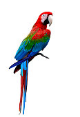 Beautiful Green-winged macaw bird standing on the floor isolated