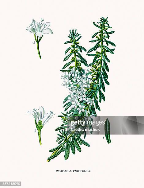 60 Myoporum Stock Photos, High-Res Pictures, and Images - Getty Images