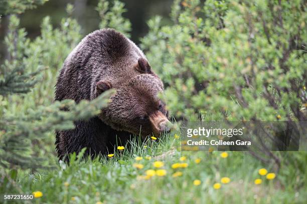 grizzly bear sow, ursus arctos horribilis, foraging on dandelions in kananaskis country, alberta, canada - grizzly bear attack foto e immagini stock