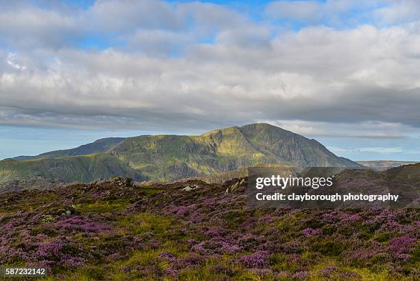 heather in lakeland - ennerdale water stock pictures, royalty-free photos & images