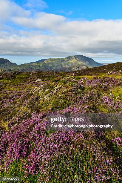 heather in lakeland - ennerdale water stock pictures, royalty-free photos & images