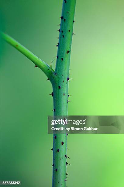 close up of thorny stem - zellmembran stock-fotos und bilder