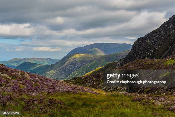 heather in lakeland - ennerdale water stock pictures, royalty-free photos & images