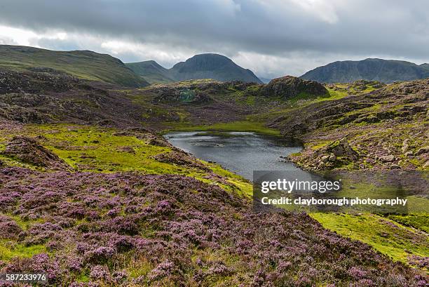 heather in lakeland - ennerdale water stock pictures, royalty-free photos & images