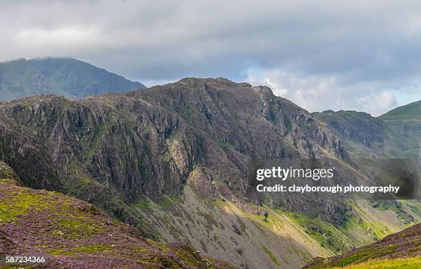 heather in lakeland - ennerdale water stock pictures, royalty-free photos & images