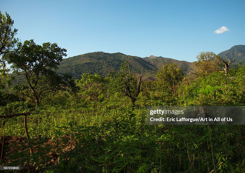 Dime tribe farm, Omo valley, Hana mursi, Ethiopia