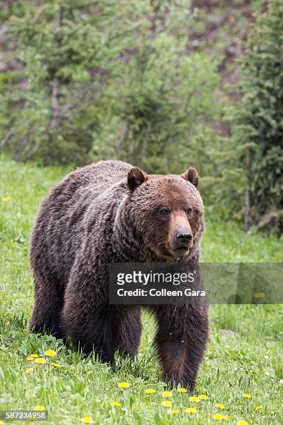 grizzly bear sow, ursus arctos horribilis, in kananaskis country, alberta, canada - grizzly bear attack foto e immagini stock