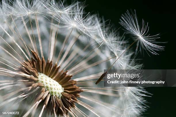 dandelion super close up loosing seeds on the wind - close up on dandelion spores stock pictures, royalty-free photos & images
