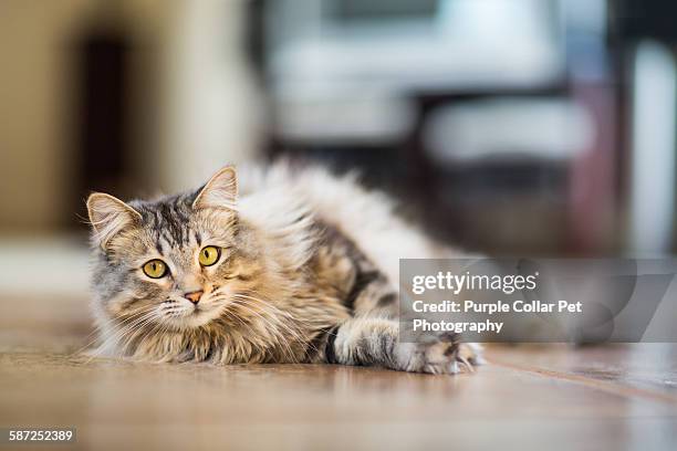 maine coon cat relaxing indoors - purebred cat stock-fotos und bilder