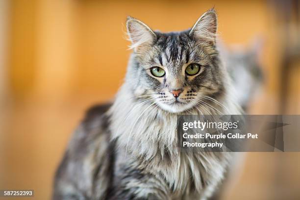 maine coon cat close-up indoors - maine coon cat stock pictures, royalty-free photos & images