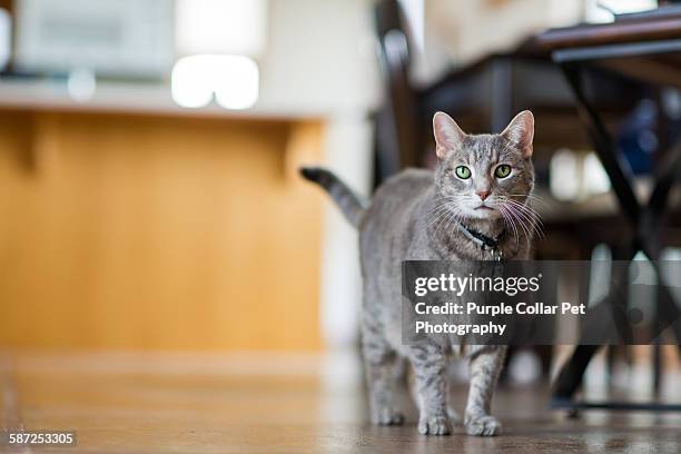 curious gray tabby cat in modern home setting - gatos atigrados fotografías e imágenes de stock