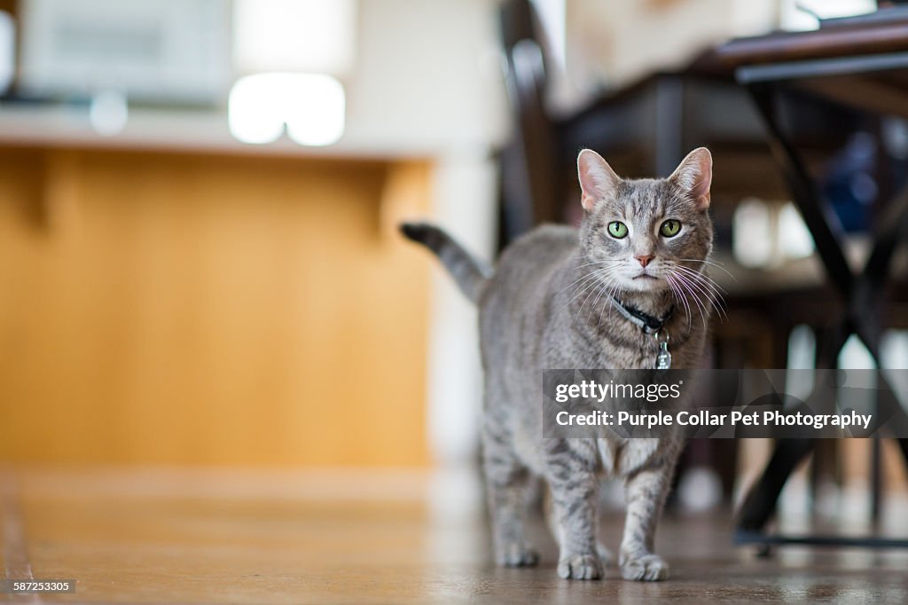 Curious Gray Tabby Cat in Modern Home Setting