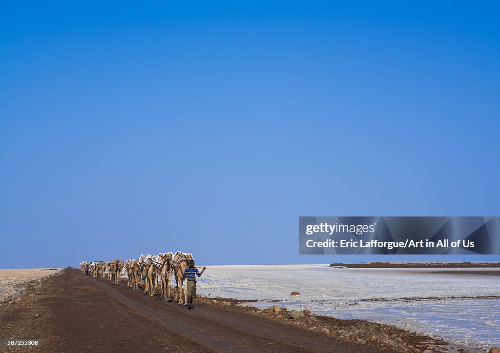 Camel caravans carrying salt blocks in the danakil depression, Afar region, Dallol, Ethiopia