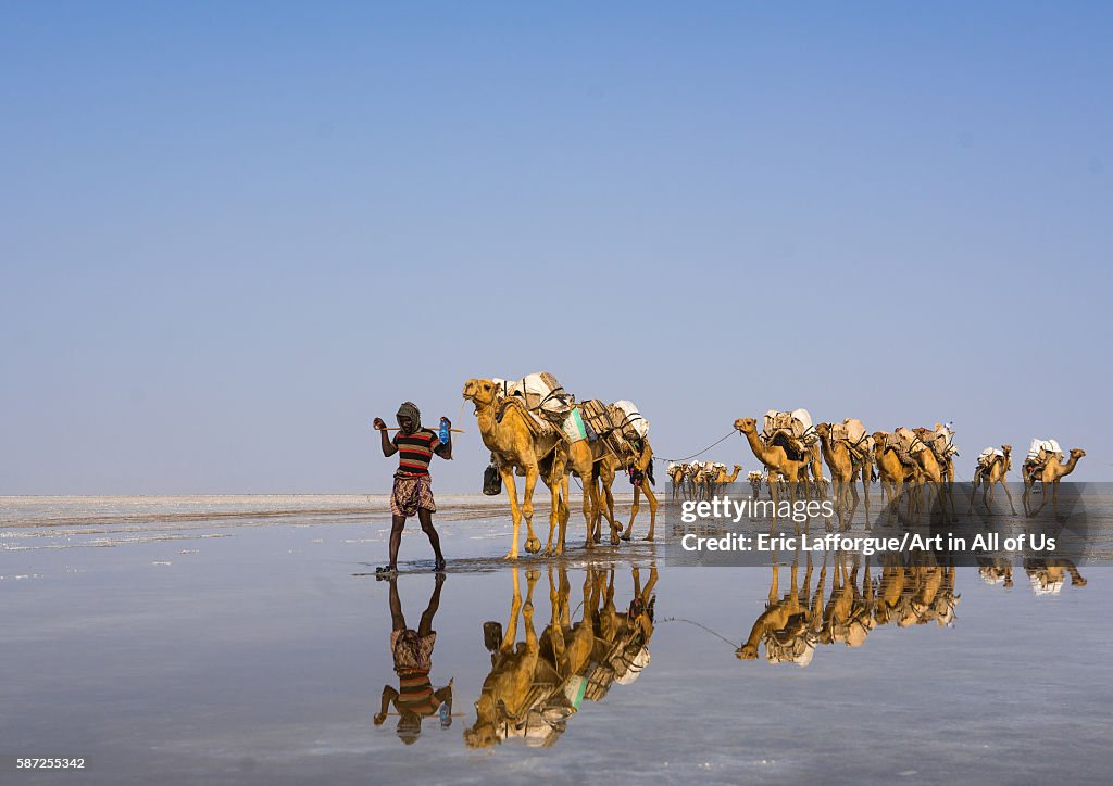 Afar tribe man camel caravans carrying salt blocks in the danakil depression, Afar region, Dallol, Ethiopia
