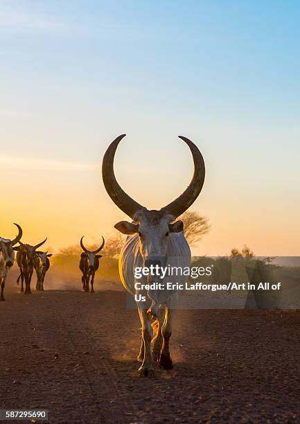 Herd of cows on a dusty track in the sunset, afar region, afambo, Ethiopia on March 1, 2016 in Afambo, Ethiopia.