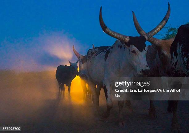 Cows on a dusty road at sunet, afar region, afambo, Ethiopia on March 1, 2016 in Afambo, Ethiopia.